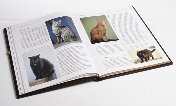 Книга кож переплет "Кошки"